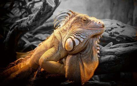 lizard-804114-2048x1365-02